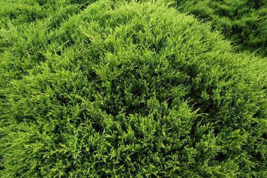 Doğada yeşil çam ağacı