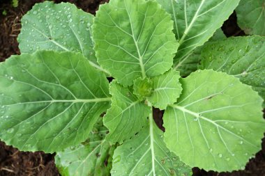 Organik tarım sebze