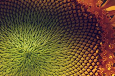 güzel polen ayçiçeği flora