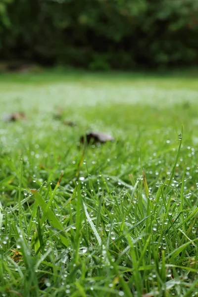 Goccia di rugiada sull'erba verde giardino — Foto Stock