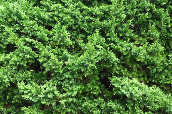 Grönt tallar i naturen — Stockfoto