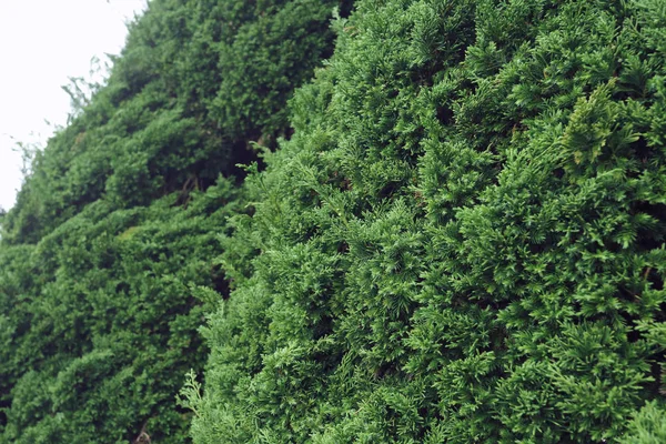 Grönt tallar i naturen — Stockfoto