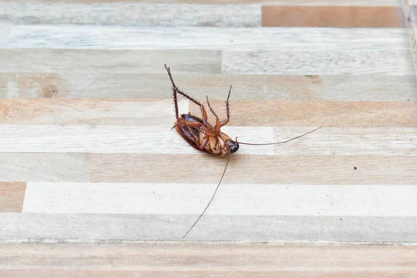 Uma Barata Assustadora Morta Chão Com Matança Inseticidas — Fotografia de Stock