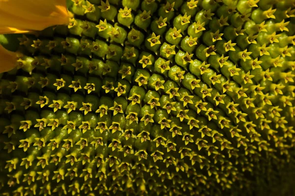 Makromuster Blume Der Sonnenblumenblüte Blüht Morgen — Stockfoto