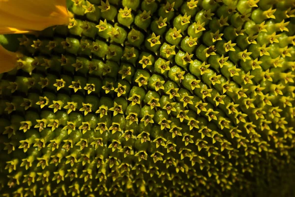 Macro Pattern Flower Sunflower Blossom Blooming Morning — 스톡 사진