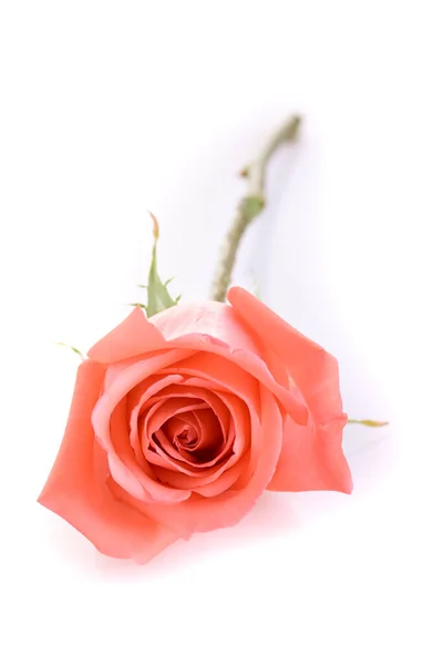 Оранжевый Цветок Розы Изолированы Белом Фоне — стоковое фото