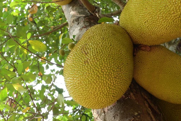 农业种植园树上的大型天然山核桃热带水果 — 图库照片