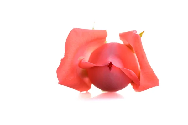 Oranžové Pupen Růže Květiny Izolované Bílém Pozadí — Stock fotografie