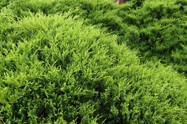 Groene Dennenboom Natuur — Stockfoto