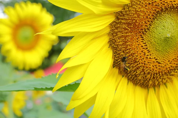 Little Bee Feeding Pollen Sunflower — Stock Photo, Image
