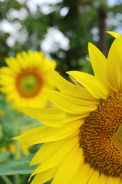 Sunflower Blooming Nature Garden Beautiful Yellow Flower Blossom Morning Day — Stock Photo, Image