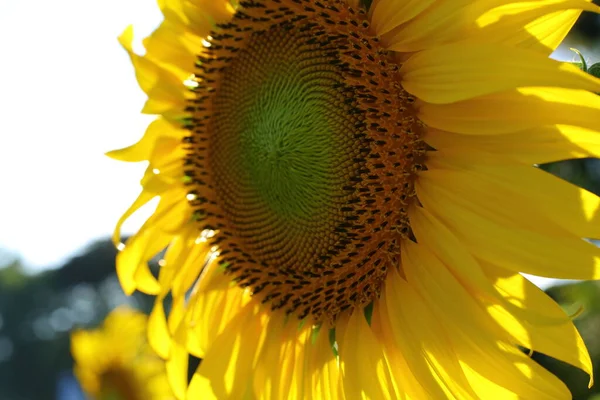 Beautiful Flower Sunflower Blossom Blooming Nature — Stock Photo, Image