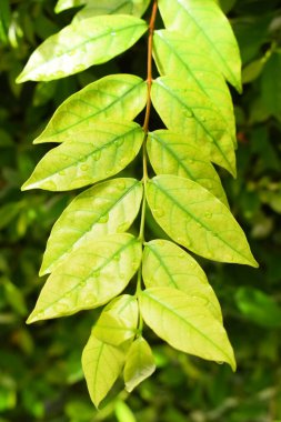 Bahçedeki yeşil yaprağa su damlası, ilkbaharda doğal arka plan