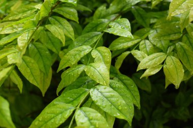 Bahçedeki yeşil yaprağa su damlası, ilkbaharda doğal arka plan