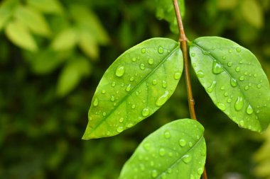 Bahçedeki yeşil yaprağa su damlası, ilkbaharda doğal arka plan