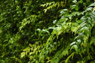 Bahçede yeşil yaprak çiti, ilkbaharda doğal arka plan