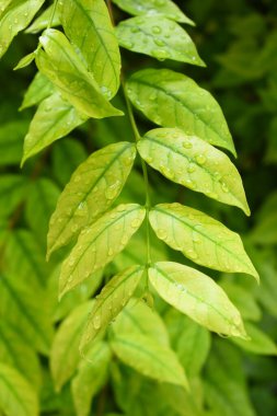 Bahçedeki yeşil yaprağa su damlası, ilkbaharda doğal arka plan