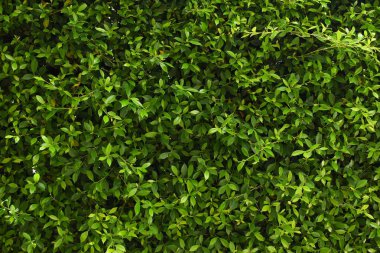 Bahçede yeşil yaprak çiti, ilkbaharda doğal arka plan