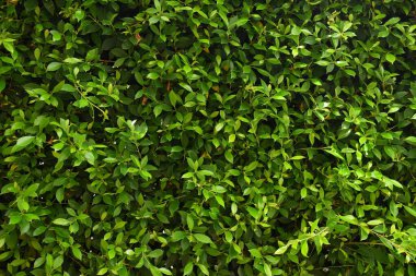 Bahçede yeşil yaprak çiti, ilkbaharda doğal arka plan