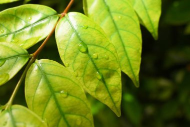 Bahçedeki yeşil yaprağa su damlası, ilkbaharda doğal arka plan