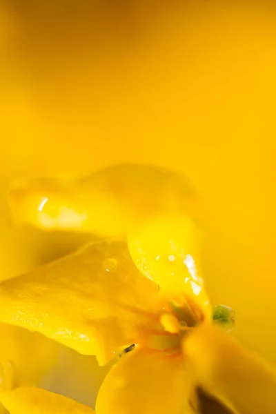 Wet Amarelo Forsythia Flor Close Foto Abstrata Para Fundo Espaço — Fotografia de Stock