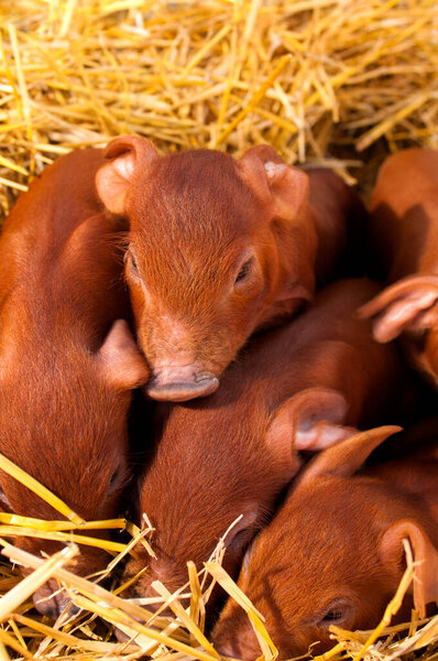 Маленькие очаровательные красные поросята дурок в постельных соломинках
