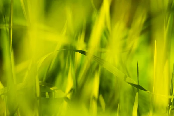 Güneşli bahar gününde Bokeh arka planı yeşili, doğal olarak dağılmış.. — Stok fotoğraf