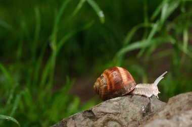 Helix olarak bilinen Roma Salyangozu, yenilebilir salyangoz, salyangoz, Burgundy salyangoz yağmurdan sonra bahçede kayanın üzerinde
