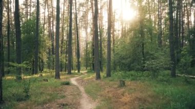 Yeşil çim Sun ormanda günbatımı güzel doğa orman ağaçları