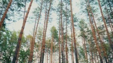 Yeşil çim Sun ormanda günbatımı güzel doğa orman ağaçları