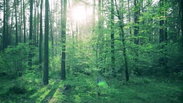 Belle nature forêt arbres vert herbe soleil bois coucher de soleil — Video