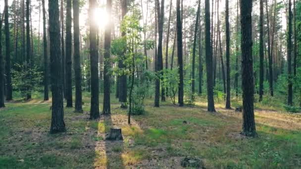 Красива природа ліс дерева зелена трава сонця Вудс захід сонця — стокове відео