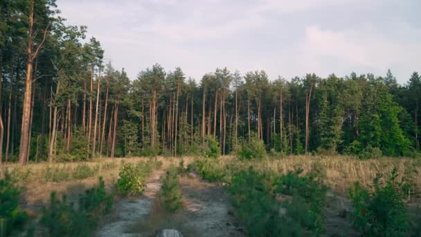 美しい自然の森の木の緑の草太陽森サンセット — ストック動画