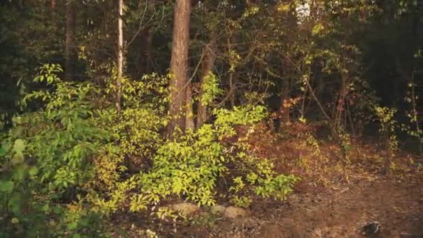 아름 다운 자연 숲 나무 푸른 잔디 일 숲 일몰 — 비디오