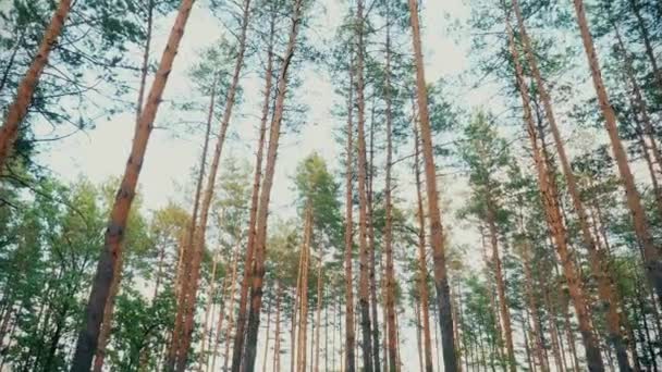 Όμορφη φύση δασικών δένδρων πράσινο χορτάρι ήλιο ξύλα ηλιοβασίλεμα — Αρχείο Βίντεο