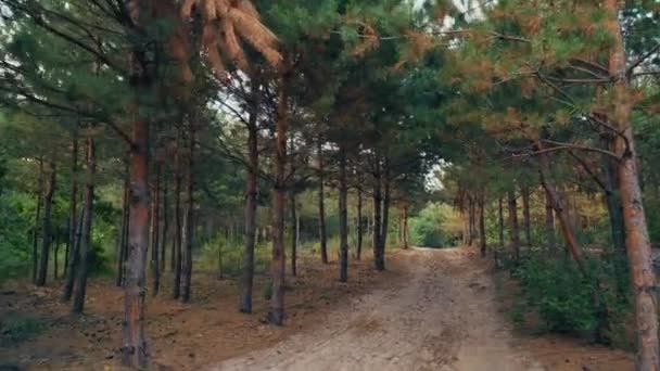 Yeşil çim Sun ormanda günbatımı güzel doğa orman ağaçları — Stok video