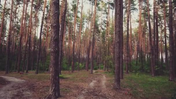 Hermosa naturaleza bosque árboles verde hierba sol bosques puesta del sol — Vídeos de Stock