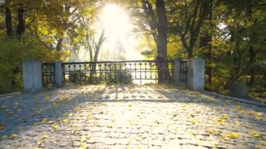 Bir Park hareket arka planda sonbahar sarı yapraklar