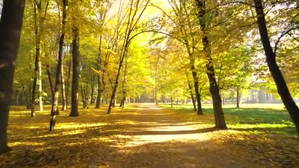 秋の公園で葉のパスに沿って歩く — ストック動画