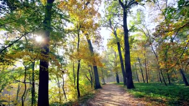 Promenera längs sökvägen med blad i höst Park — Stockvideo