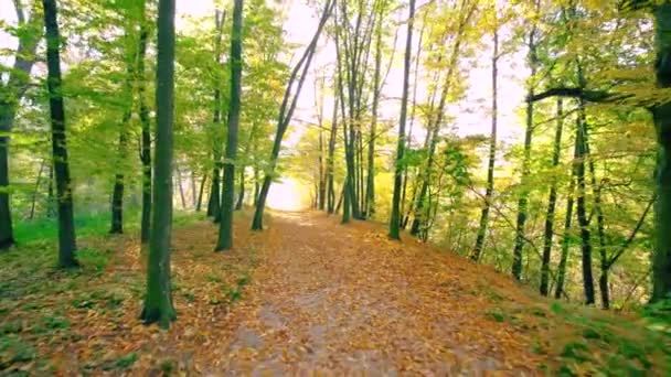 Promenade le long du chemin avec des feuilles dans Autumn Park — Video