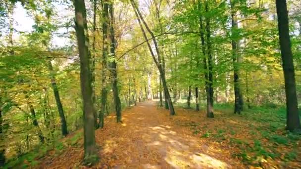 Spacer wzdłuż ścieżki z liści w parku jesień — Wideo stockowe