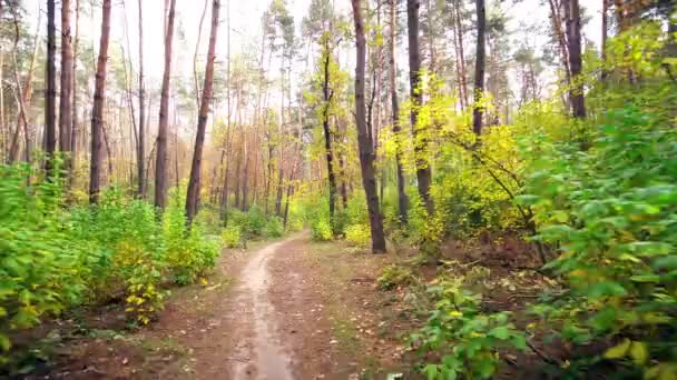 Promenade le long du chemin avec des feuilles dans la forêt d'automne 