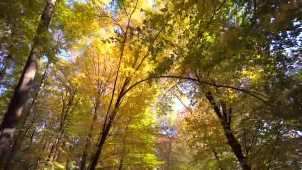 Gelbe Baumkronen im Herbstpark — Stockvideo