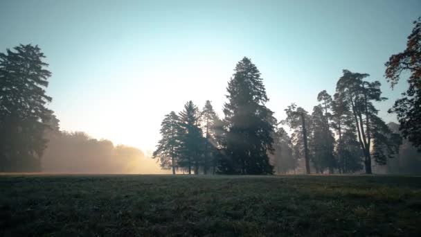 Morgen auf der Wiese im Herbstpark — Stockvideo