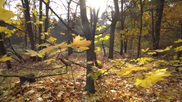 Árbol de arce de otoño Antecedentes Movimiento Cam — Vídeo de stock