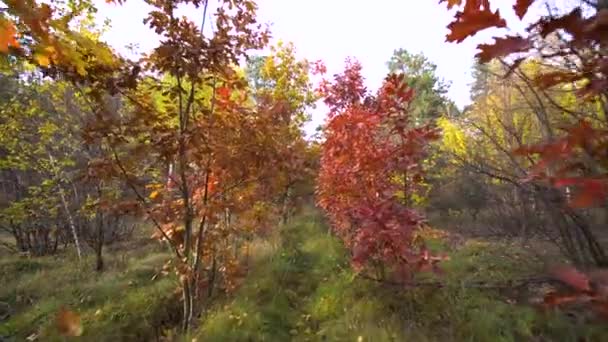 Autumn Oak Trees Background Motion Cam — Stock Video