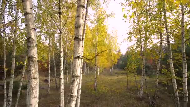 Autunno betulla alberi sfondo motion cam — Video Stock