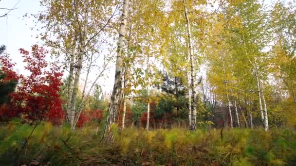 Autumn Birch Trees Фон движения камеры — стоковое видео