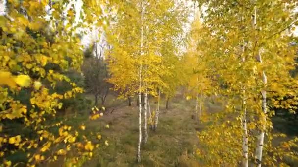 Autunno betulla alberi sfondo motion cam — Video Stock